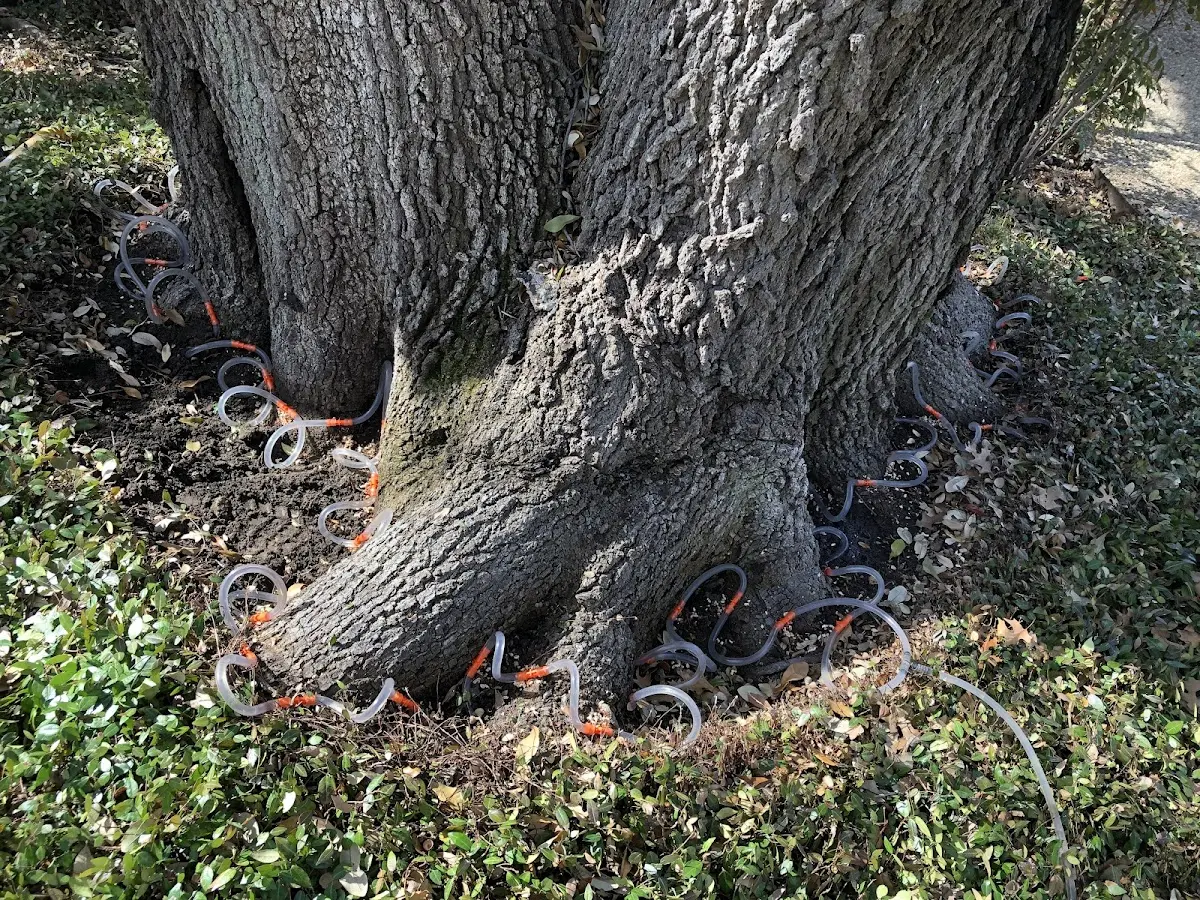 Detailed Tree Cabling and Bracing job site in Ixonia